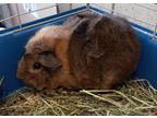 Adopt Cocoa a Brown or Chocolate Guinea Pig / Guinea Pig / Mixed small animal in