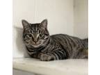 Adopt Regina a Brown Tabby Domestic Shorthair / Mixed Breed (Medium) / Mixed