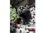 Adopt Rob a All Black Domestic Shorthair / Domestic Shorthair / Mixed cat in