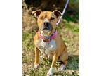 Adopt Sweet Potato a Tan/Yellow/Fawn Mixed Breed (Medium) / Mixed Breed (Medium)