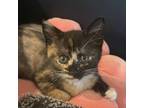 Adopt Pretty Girl a All Black Domestic Shorthair / Domestic Shorthair / Mixed