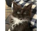 Adopt Bear a All Black Domestic Longhair / Domestic Shorthair / Mixed cat in