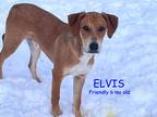 Adopt ELVIS a Red/Golden/Orange/Chestnut - with White Rhodesian Ridgeback /