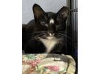Adopt Winter a Black & White or Tuxedo Domestic Shorthair (short coat) cat in