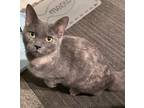 Adopt Tansy a Tortoiseshell Domestic Shorthair (short coat) cat in Chattanooga