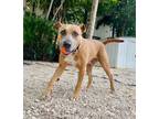 Adopt Sunshine a Tan/Yellow/Fawn - with Black Boxer / Mixed dog in Ocean Ridge