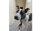 Adopt Peach a Gray/Blue/Silver/Salt & Pepper Mixed Breed (Medium) / Mixed dog in