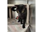 Adopt Narvi a All Black Domestic Shorthair (short coat) cat in Geneseo