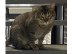 Adopt Sylvester Tabby a Brown Tabby Domestic Shorthair / Mixed (short coat) cat