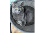Adopt Ralphie a Domestic Shorthair / Mixed (short coat) cat in Hampton