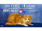 Adopt Fivel a Domestic Longhair / Mixed (long coat) cat in Midland