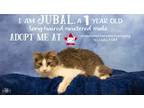 Adopt Jubal a Domestic Longhair / Mixed (long coat) cat in Midland