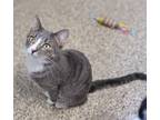 Adopt Frosty McMittens a Domestic Shorthair / Mixed (short coat) cat in Fremont