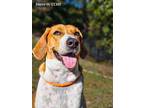Adopt Steve O a Hound (Unknown Type) / Mixed dog in New Bern, NC (39595483)