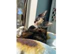 Adopt Clover a Spotted Tabby/Leopard Spotted Calico cat in Calimesa