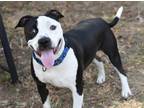 Adopt Blake a Black - with White Pit Bull Terrier / Labrador Retriever dog in