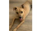 Adopt Lily a Tan/Yellow/Fawn Labrador Retriever / American Pit Bull Terrier /