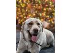 Adopt Buttercup a Tan/Yellow/Fawn Labrador Retriever / Mixed dog in New