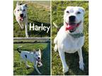Adopt Harley a White American Pit Bull Terrier / Mixed dog in Crawfordsville