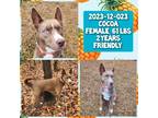 Adopt 2023-12-023 *Cocoa* a Husky / Mixed dog in Winder, GA (40112312)