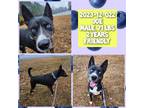 Adopt 2023-12-022 *joe* a Husky / Mixed dog in Winder, GA (40112311)