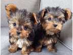 NLG Teacup Yorkshire Terrier Puppies Available