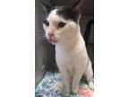 Adopt Brutus a White Domestic Shorthair / Domestic Shorthair / Mixed cat in