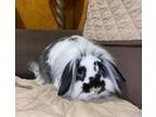 Adopt Nine a White Lionhead / Mixed (long coat) rabbit in West Haven