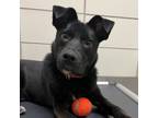 Adopt Kota a Black Shepherd (Unknown Type) / Mixed dog in Dallas, TX (37707297)