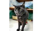 Adopt Thunderpaws a All Black Domestic Shorthair / Domestic Shorthair / Mixed