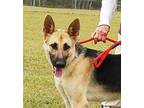 Adopt OPAL AD 01-05-24 a Black - with Tan, Yellow or Fawn German Shepherd Dog /
