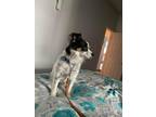 Adopt Gizmo a Tricolor (Tan/Brown & Black & White) Papillon dog in Kelowna