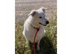 Adopt Loretta a White Australian Shepherd / Mixed dog in Jackson, WY (40164906)