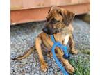 Adopt Turner a Brindle Boxer / Mixed dog in Greenville, KY (39534668)