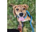 Adopt Timmy a Brindle Boxer / Mixed dog in Greenville, KY (39534669)