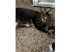 Adopt Cali a Gray or Blue Domestic Shorthair / Mixed (short coat) cat in