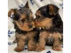 NHG Teacup Yorkshire Terrier Puppies Available