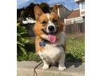 Adopt Estelle a Tricolor (Tan/Brown & Black & White) Corgi / Mixed dog in San