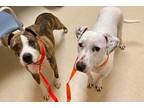 Adopt Lola and Beauty a White Pit Bull Terrier / Mixed dog in Loudon