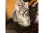 Adopt Gambit a Domestic Shorthair / Mixed (short coat) cat in Harrisburg