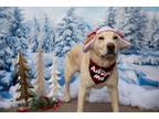 Adopt Fangs Manchester a Labrador Retriever / Mixed dog in Fort Lupton