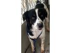 Adopt Whipped Cream a Border Collie / Cattle Dog / Mixed dog in Fort Lupton