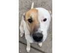 Adopt Margu a Australian Cattle Dog / Labrador Retriever / Mixed dog in Fort