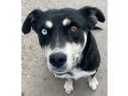 Adopt Nimona a Australian Cattle Dog / Labrador Retriever / Mixed dog in Fort