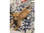 Adopt Obi a Tan/Yellow/Fawn - with Black Black Mouth Cur / Mixed dog in Gentry