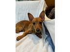 Adopt BooBoo a Red/Golden/Orange/Chestnut Dachshund dog in Houston