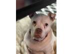 Adopt Alice aka Allie a White - with Tan, Yellow or Fawn Pit Bull Terrier / Pit
