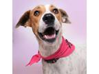 Adopt Pinky a White - with Tan, Yellow or Fawn Pointer / Coonhound (Unknown