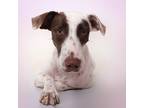 Adopt Molly a White - with Brown or Chocolate English Setter / Pointer / Mixed