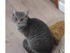 Adopt Lily a Gray, Blue or Silver Tabby American Shorthair (short coat) cat in